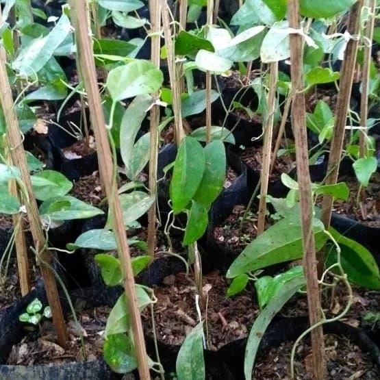 TANAMAN CINCAU RAMBAT / POHON / CINCAU RAMBAT