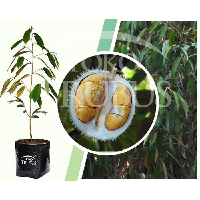 BIBIT DURIAN DURI HITAM / DURIAN OCHEE