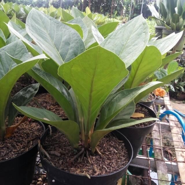 TANAMAN HIAS ANTORIUM JERMANI