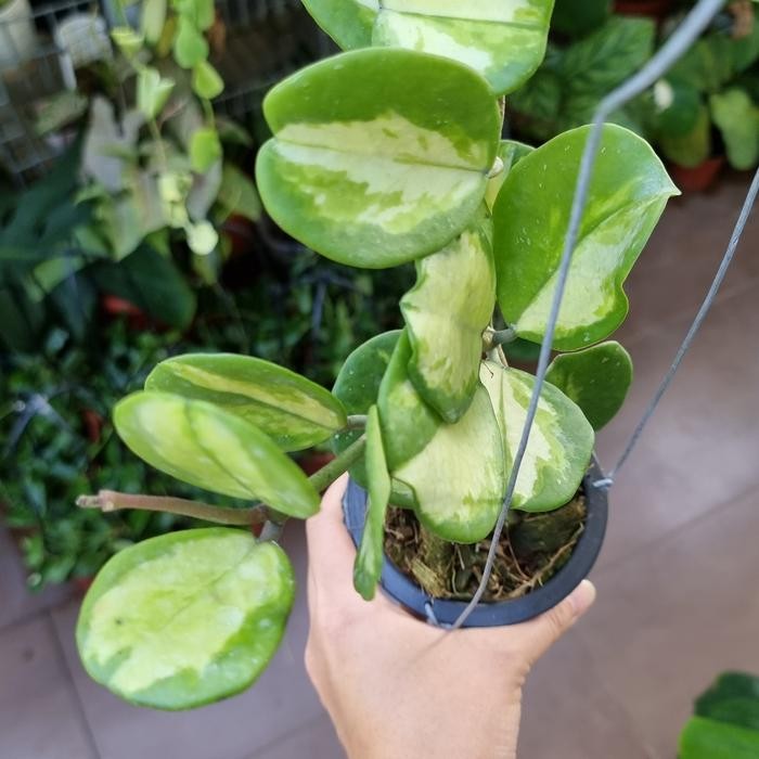 HOYA OBOVATA VARIEGATA TANAMAN UNIK