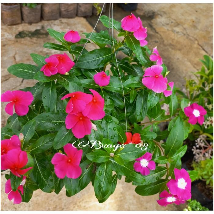 TANAMAN HIAS GANTUNG BUNGA VINCA MIX COLOUR