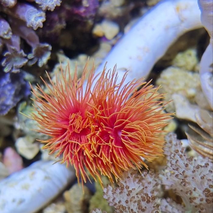 CACING KOKER PIPA MERAH RED FAN WORM RARE UNIT AQUARIUM LAUT HIAS CANTIK