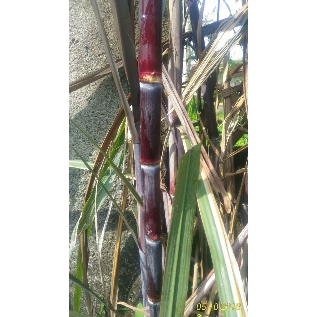 Tanaman tebu item / tebu ireng