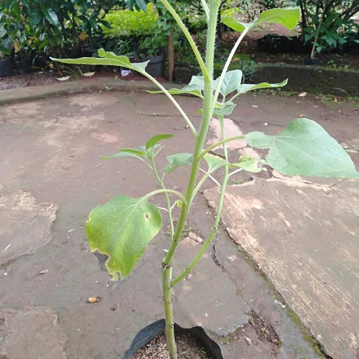 Pohon bibit bunga matahari besar