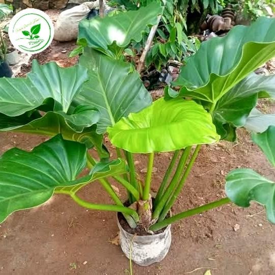 tanaman hias philo marble besar 60-70cm