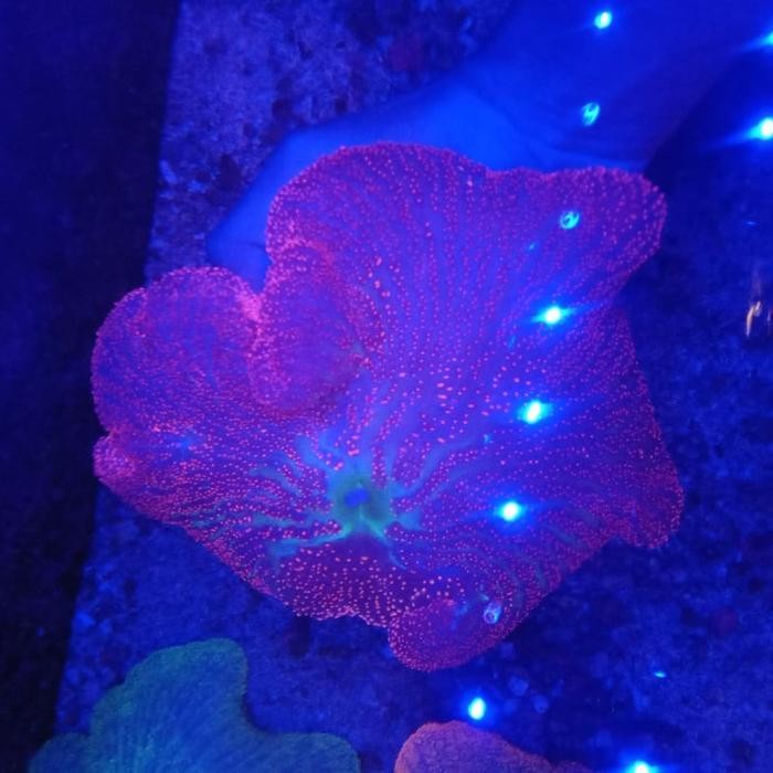 Anemon karpet merah size M 15 - 17cm