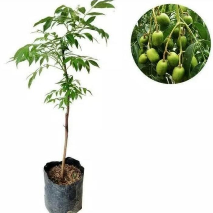 Bibit Pohon Buah Kedongdong - Tanaman Buah Pohon Kedongdong Mini