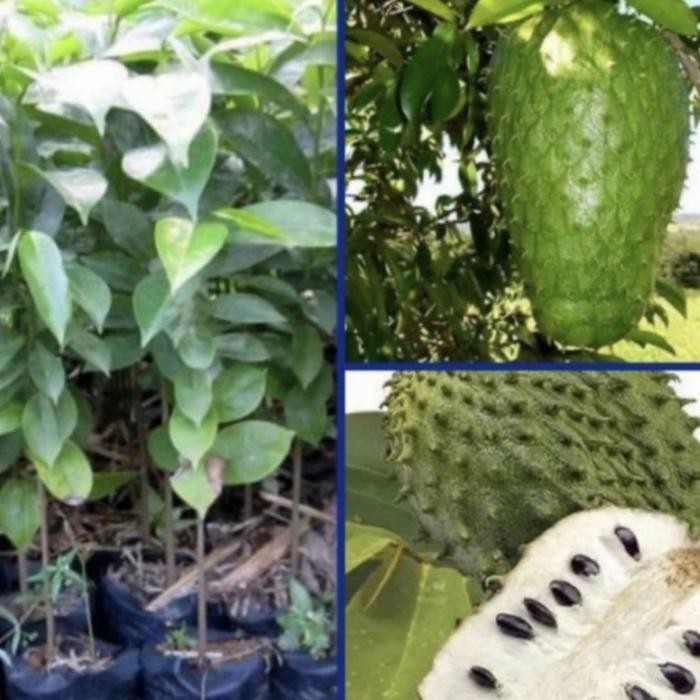 bibit tanaman sirsak madu jumbo - tanaman sirsak jumbo