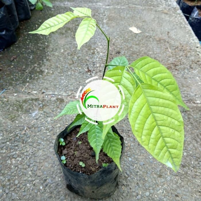 Bibit Pohon Kecapi - Buah Kecapi - Tanaman Sentul Buahnya Orang Betawi