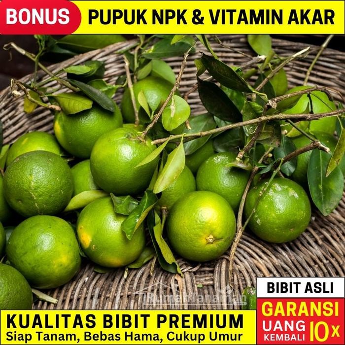 Bibit Tanaman Buah JERUK SANTANG Madu Hijau Unggul Ber