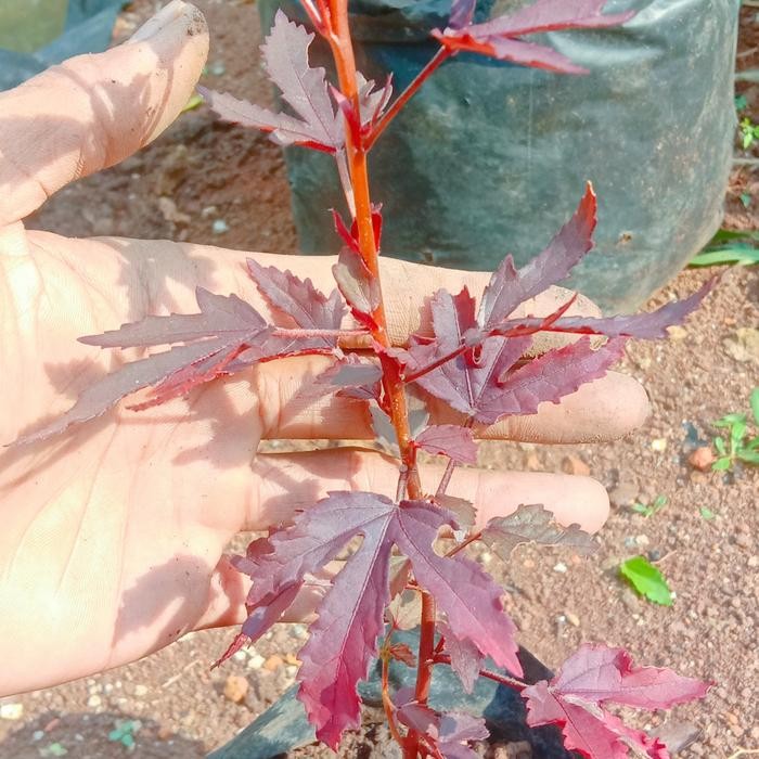 tanaman red panama #bahan bonsai