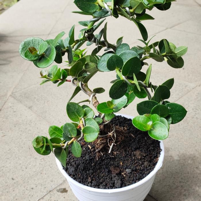 Bonsai Tanaman Natal Plum