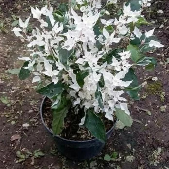 tanaman anting putri salju / bahan tanaman bonsai anting salju