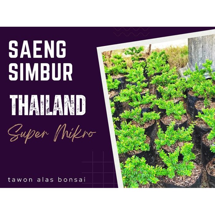 Saeng Simbur Thailand Vietnam Super Mikro - Tanaman Bonsai Bunga Ungu
