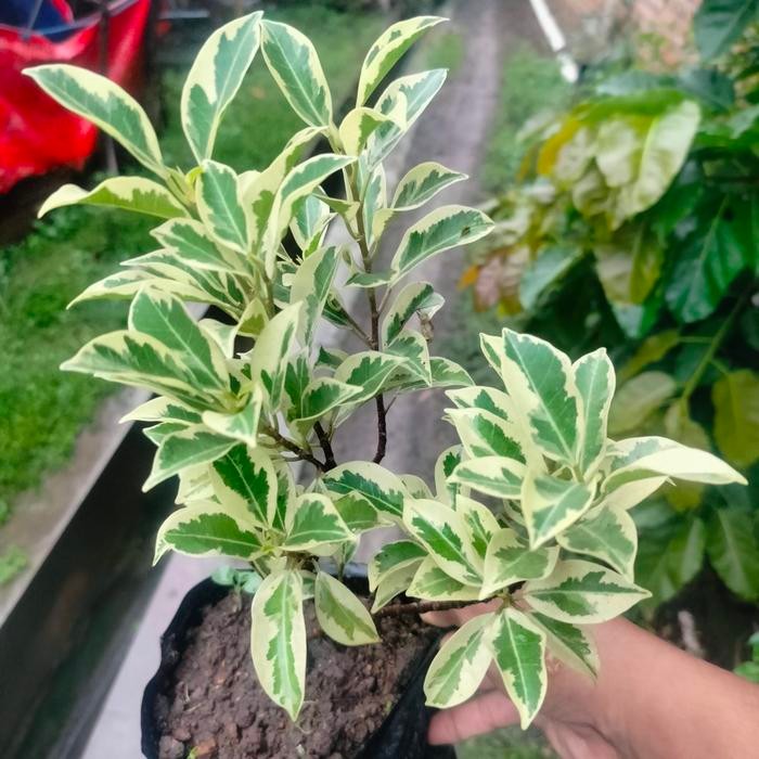 Tanaman hias bahan bonsai import Ficus Microcarpa Kinmen Variegata/beringin kimeng Variegata bagus