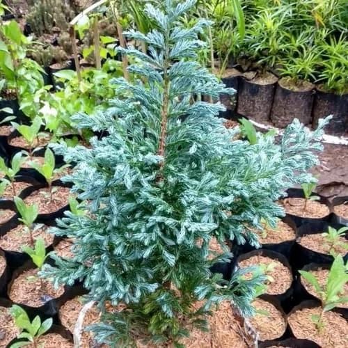 Bibit Tanaman Cemara Salju - Cemara Perak - Bonsai Cemara Mini Blueden