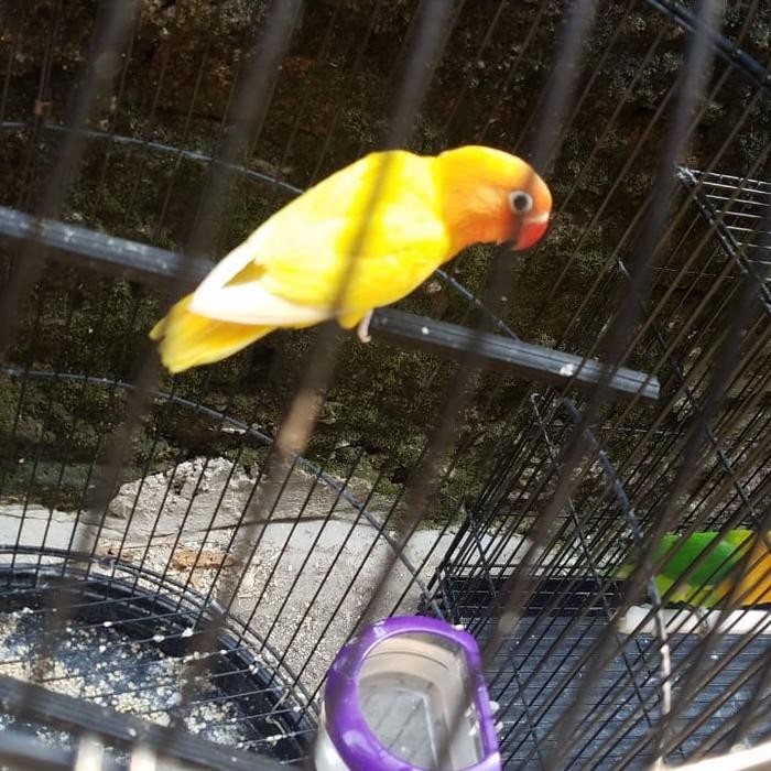 burung lovebird lutino mata hitam