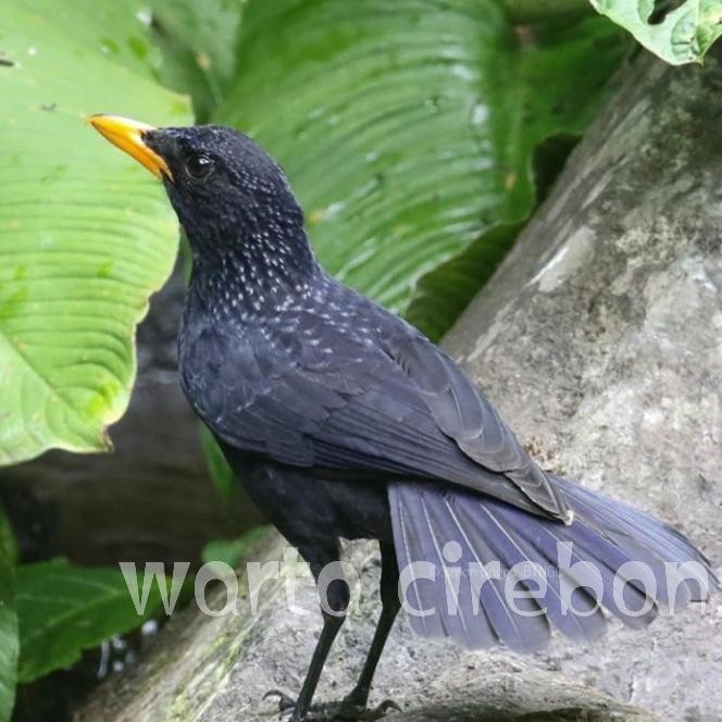 Burung ciung wanara super istimewa