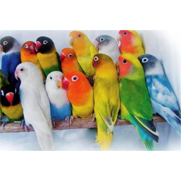 Paket Aviary 5 Pasang (10 EKOR) Burung Lovebird Warna Cantik Terbaik