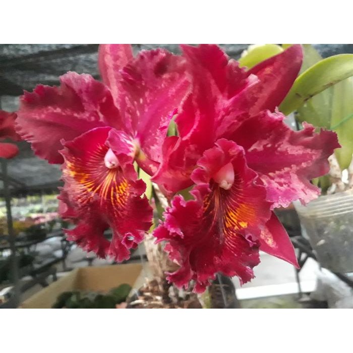 [ DEWASA ] Rhyncholaeliocattleya Suriyon Sunset : Pesona Merah yang Abadi dari Dunia Cattleya