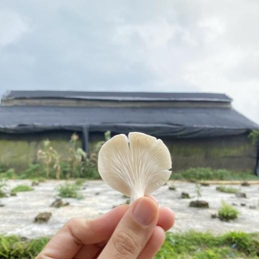 

Sedia Ce Diet Sehat Vegan Keripik Jamur Tiram Air Fry No MSG No Eggs