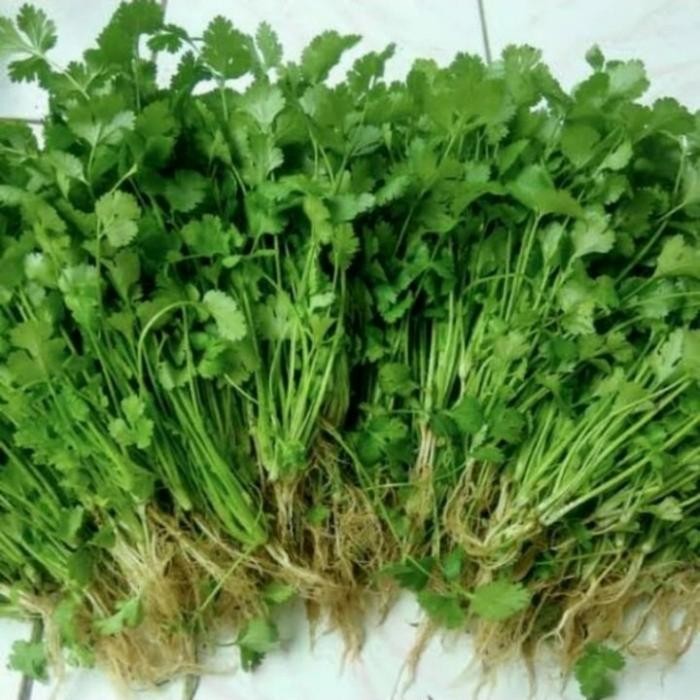 

SIAPKIRIM daun ketumbar segar 100 gram READY STOCK