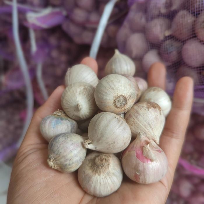 

ASLI Bawang putih tunggal medium 500gr READY STOCK
