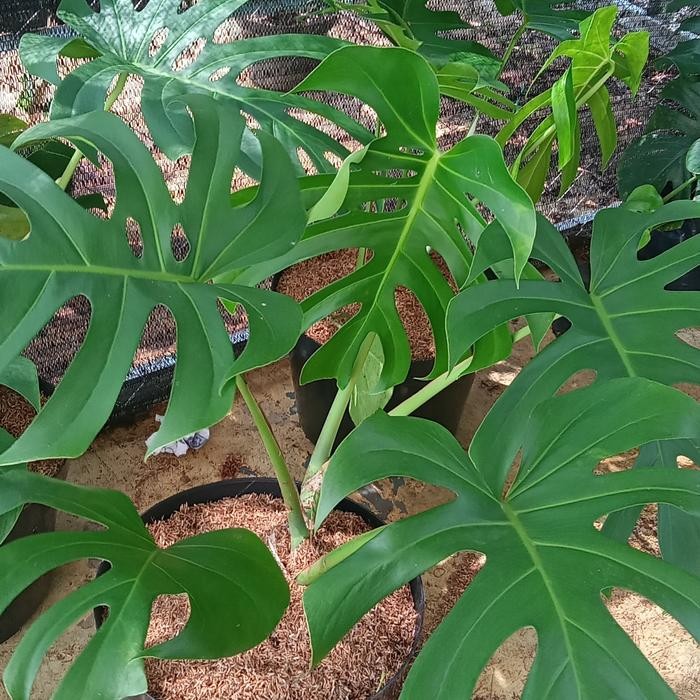 Tanaman hias monstera king - monstera tanaman