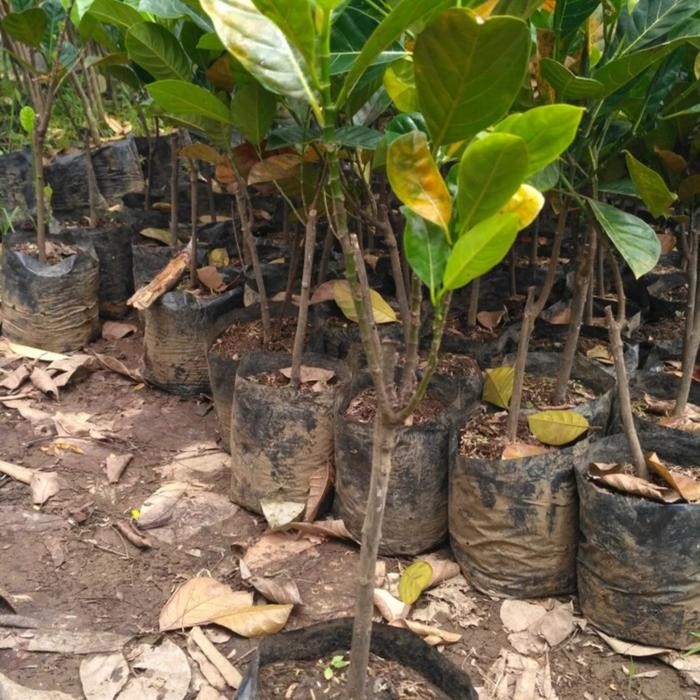 bibit nangka merah nangka madu okulasi cepat berbuah