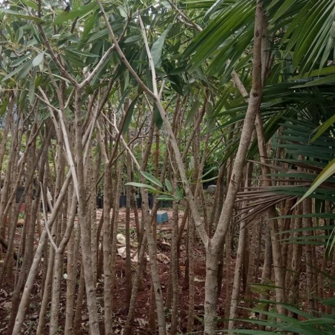  pohon tabebuya 2meter kuning, unggu