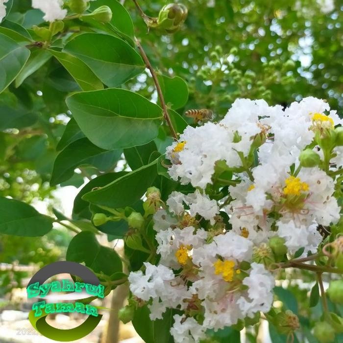 Tanaman Hias Sakura Bunga Putih / Tanaman Sakura Lokal Bunga Putih / Pohon Sakura Bungur Putih