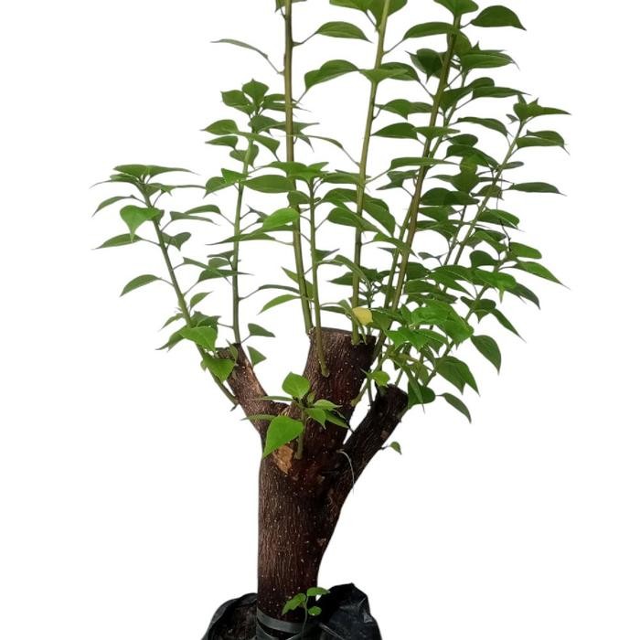 Bonsai Pohon Bougenville Singapura Ukuran small dengan Lingkar Batang Ideal - Tanaman