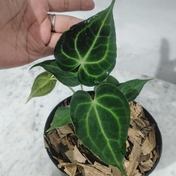 anthurium king clarinervium