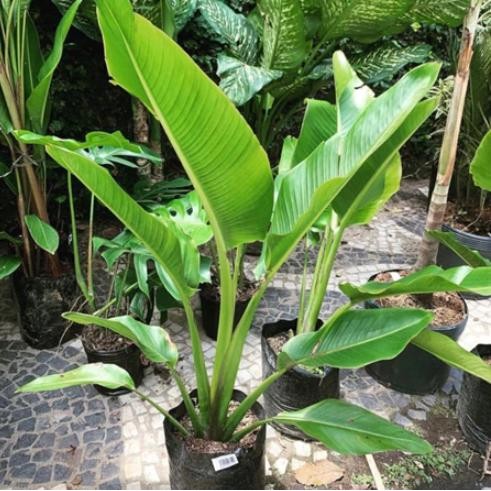Tanaman Hias Pisang Kipas - Calathea pisang