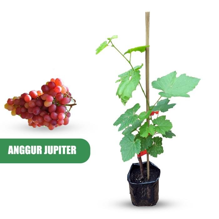 Tanaman Pohon Anggur Jupiter/Bibit Pohon Anggur Jupiter/Anggur Jupiter