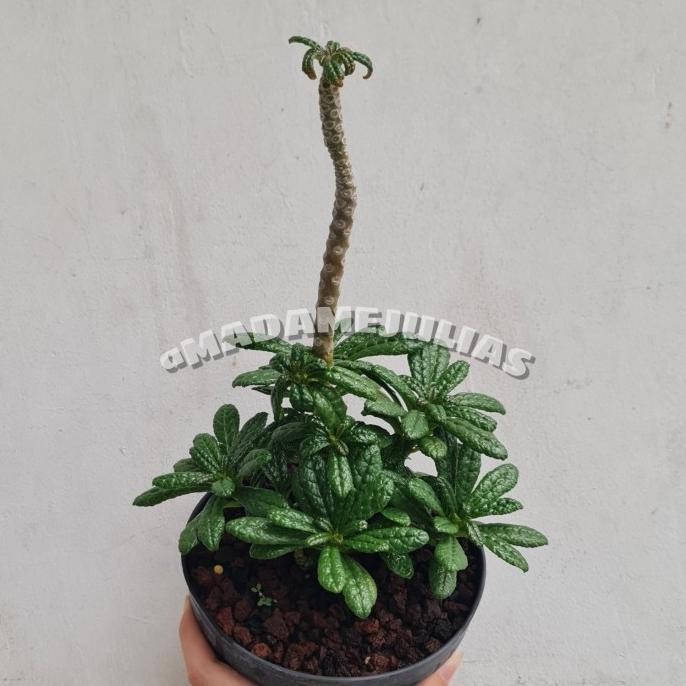 DORSTENIA GIGAS TANAMAN HIAS LARIS