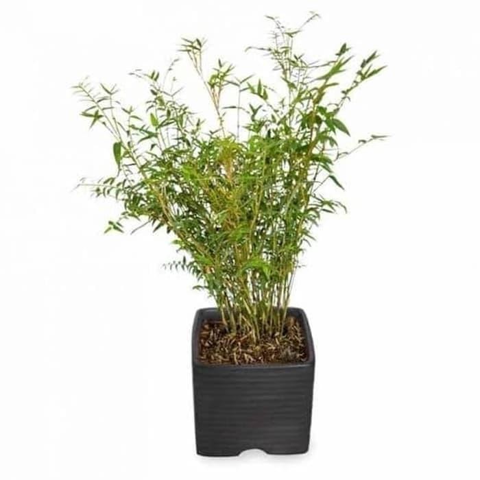 Tanaman Hias Bambu Kuning Mini + Pot