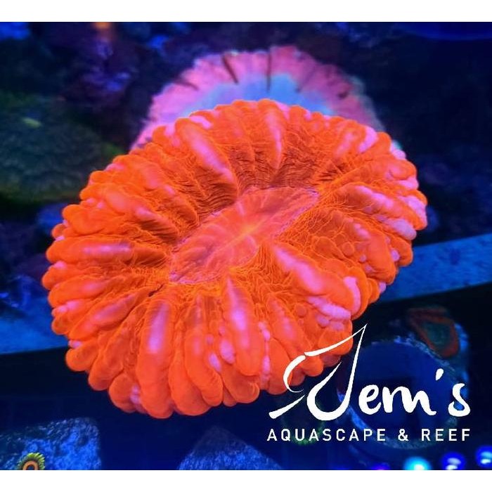 

Coral Sinarina Merah (Red Cynarina)