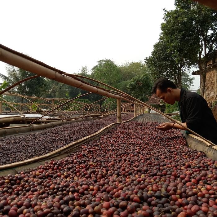 

Green Bean/Biji Kopi Arabika Java Ciwidey Semi Wash/Arabica Wethull #Gratisongkir #Sale #Discount