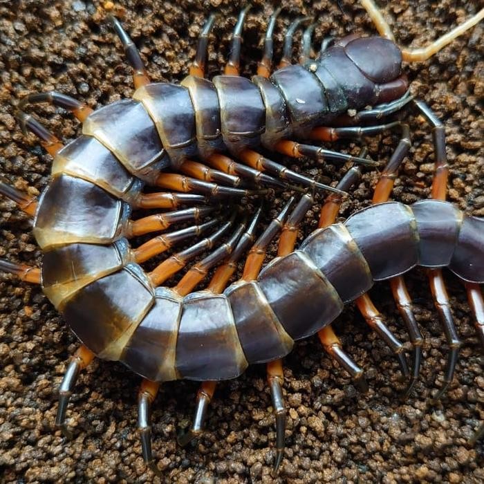 

Scolopendra Sp.Toraja #Gratisongkir #Sale #Discount
