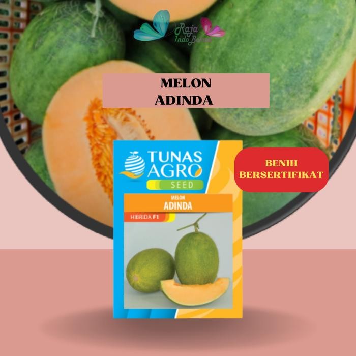 Raja Indo Bekasi Biji Benih Melon Adinda F1 Ori - Repack 10 50 100 Bibit Melon