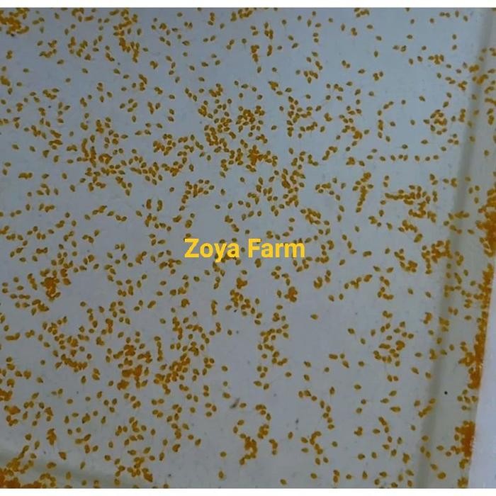 

(Expert) Telur Gurame Soang Paket 1000