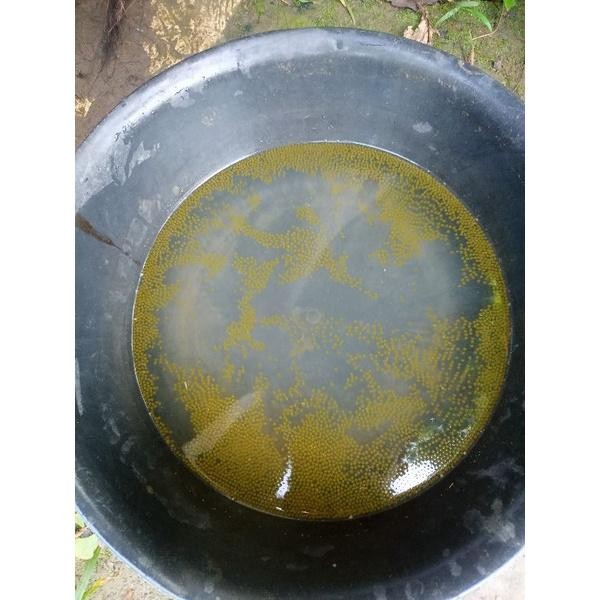 

(Expert) BERGARANSI Telur gurame soang berkualitas (Paket 1000 butir) 100 butir