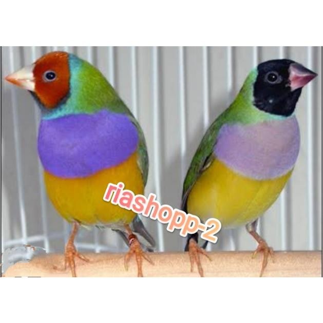 burung Gould amadine sepasang mewah