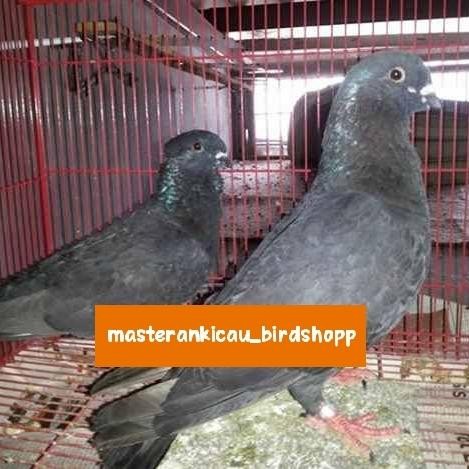 burung merpati hias sungut Jawa sepasang produksi