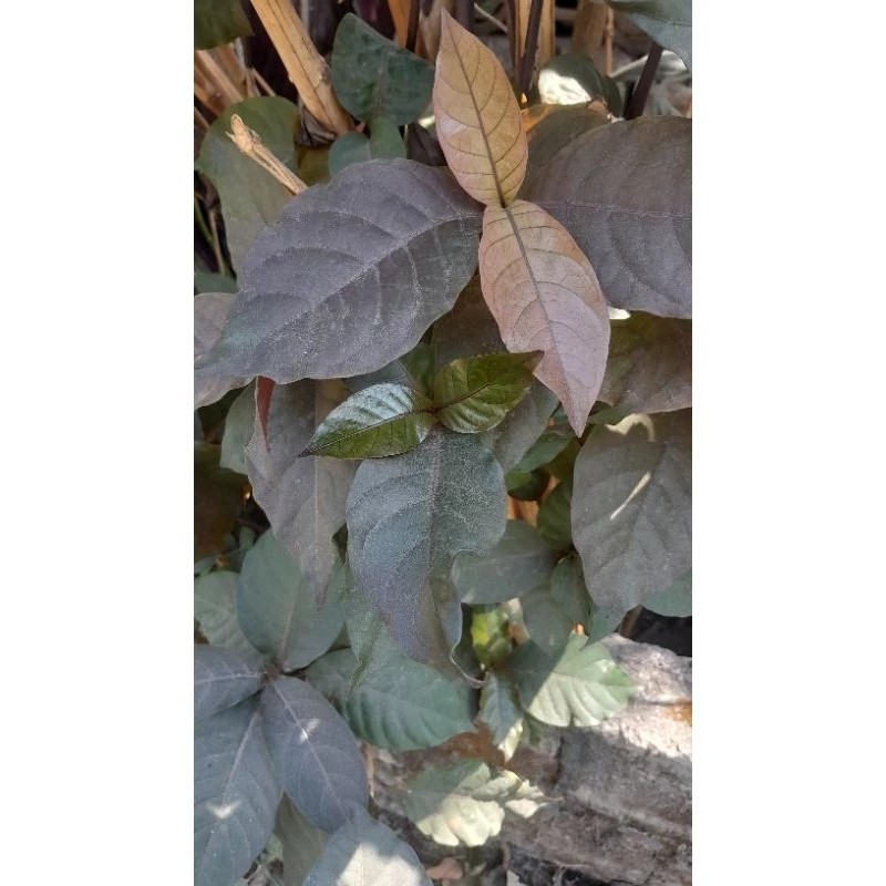 

satu pcs Daun Ungu Segar ORGANIK/ Daun herbal untuk ambeien