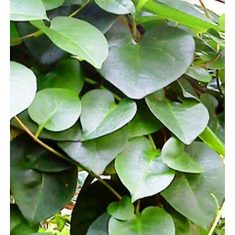 

satu pcs Daun Binahong Hijau fres