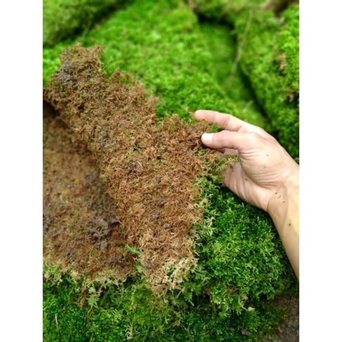 Lumut hutan borneo / lumut hidup / moss sphagnum per 1/2 talgbe 3628bb