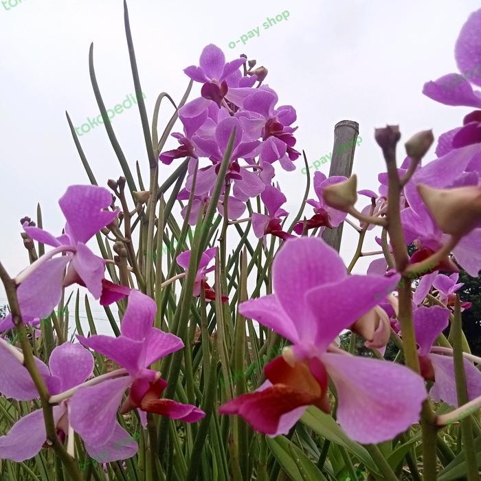 anggrek tanah vanda douglas dewasa paket 100btng