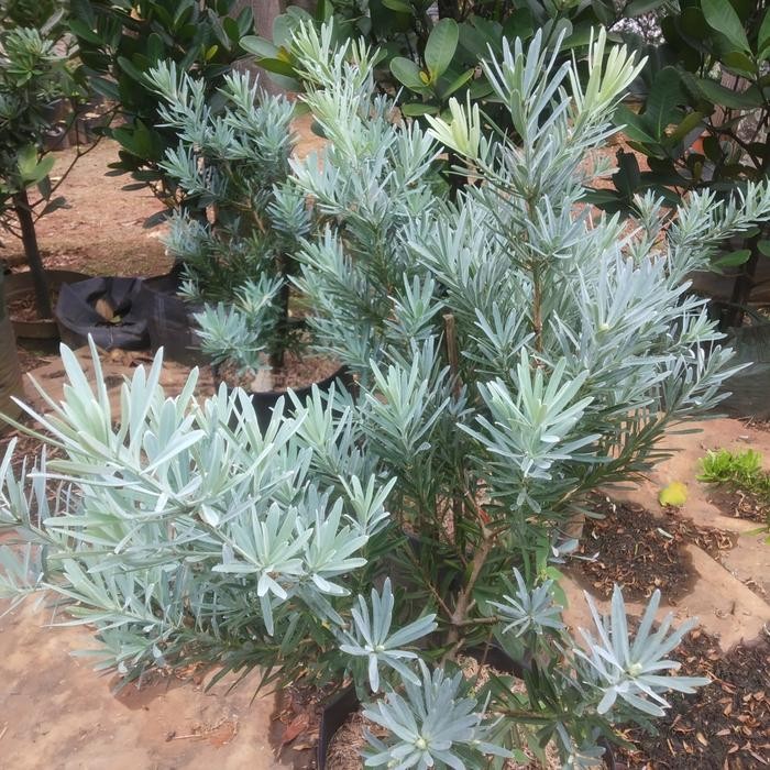 Jual Tanaman Hias Lohansung Silver Blue Ice - Original